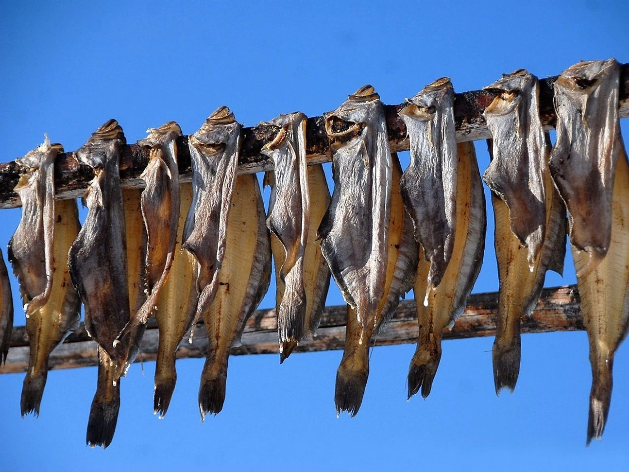 Fresh catch cleaned and ready for the campfire